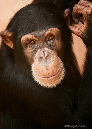 Chimp