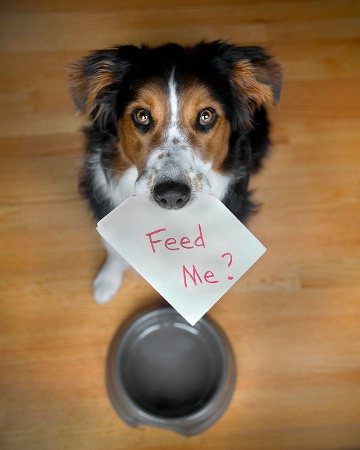 Feed Me?