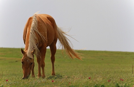 ~ THE PALOMINO ~