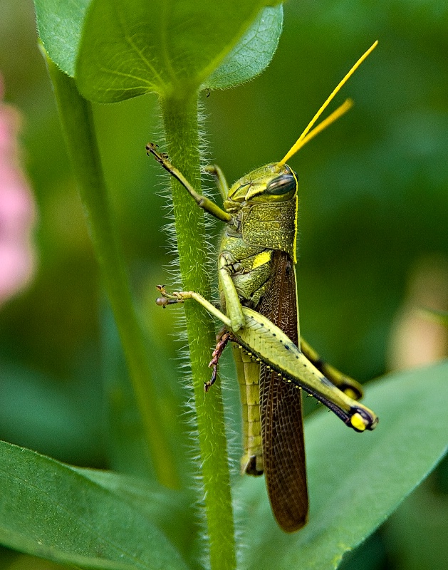 Backyard beauty