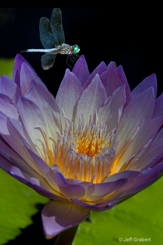 water lily  mg 6672