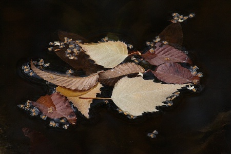 Fallen leaves in the pond #3