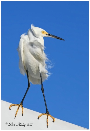 Windswept