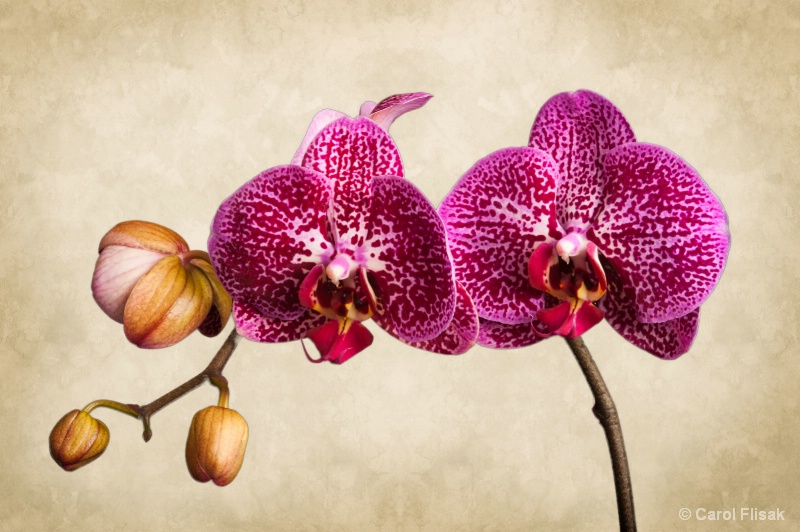 Floral Fantasy 3 – Phalaenopsis Orchid