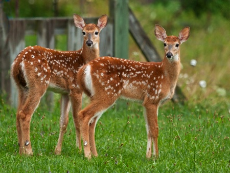 Twin Visitors