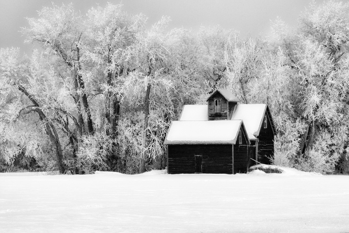 Winter Frost