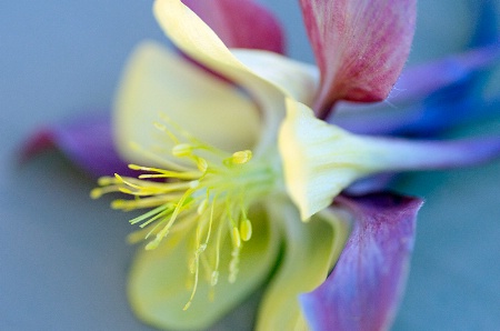 Blue Columbine