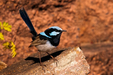 Male Fairy Wren