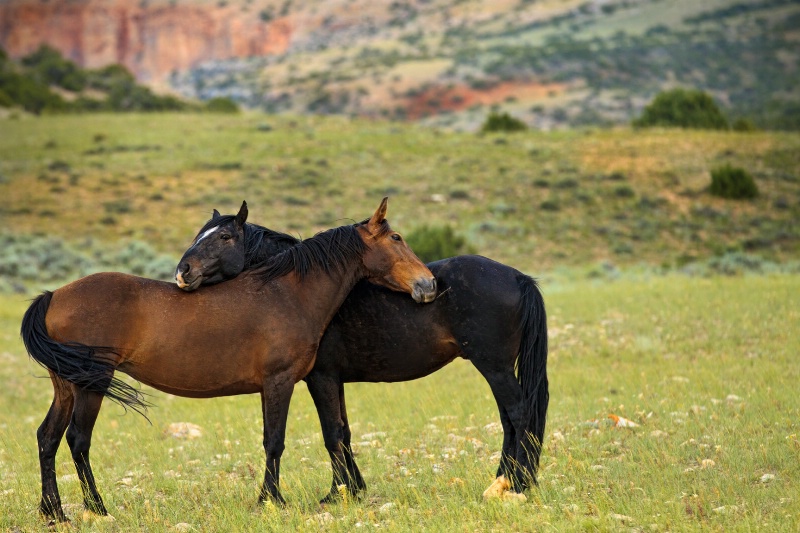 Love in the Wild