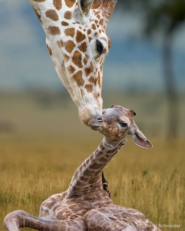Newborn Giraffe 002