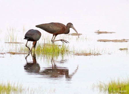 High-Key Glossy Ibis