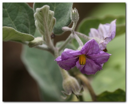 Eggplant flower