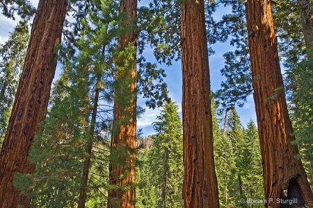 Sequoia National Park - California