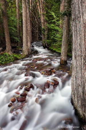 The Enchanted Forest