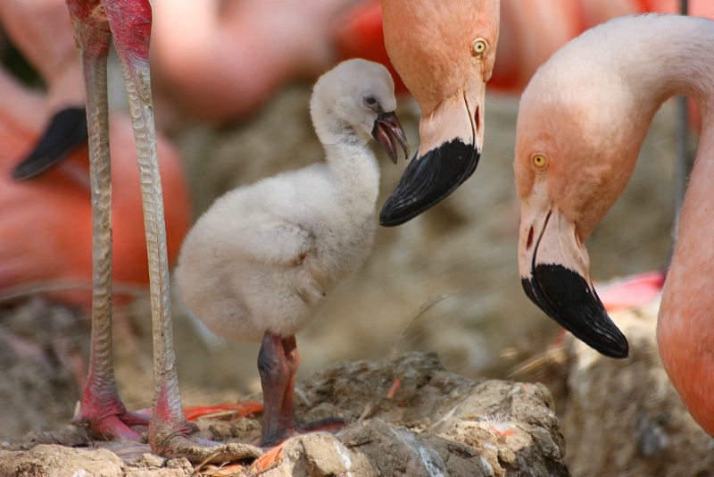 Chilean Flamingo Chick and Parents (C)