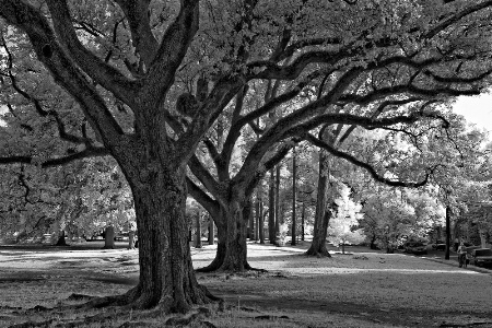 Audubon Park, St. Charles Ave.