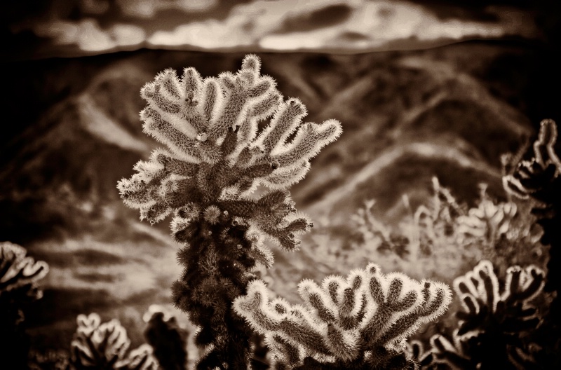 Cholla In B&W