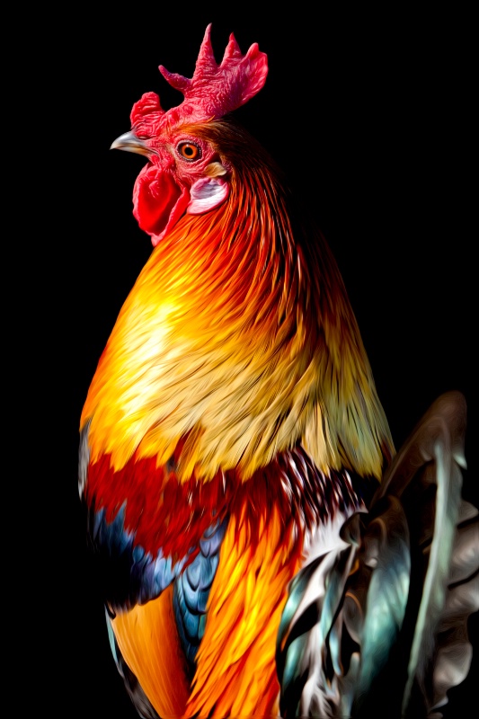 Rooster Portrait