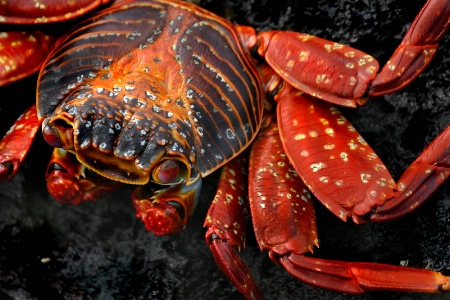 Sally Lightfoot Crab