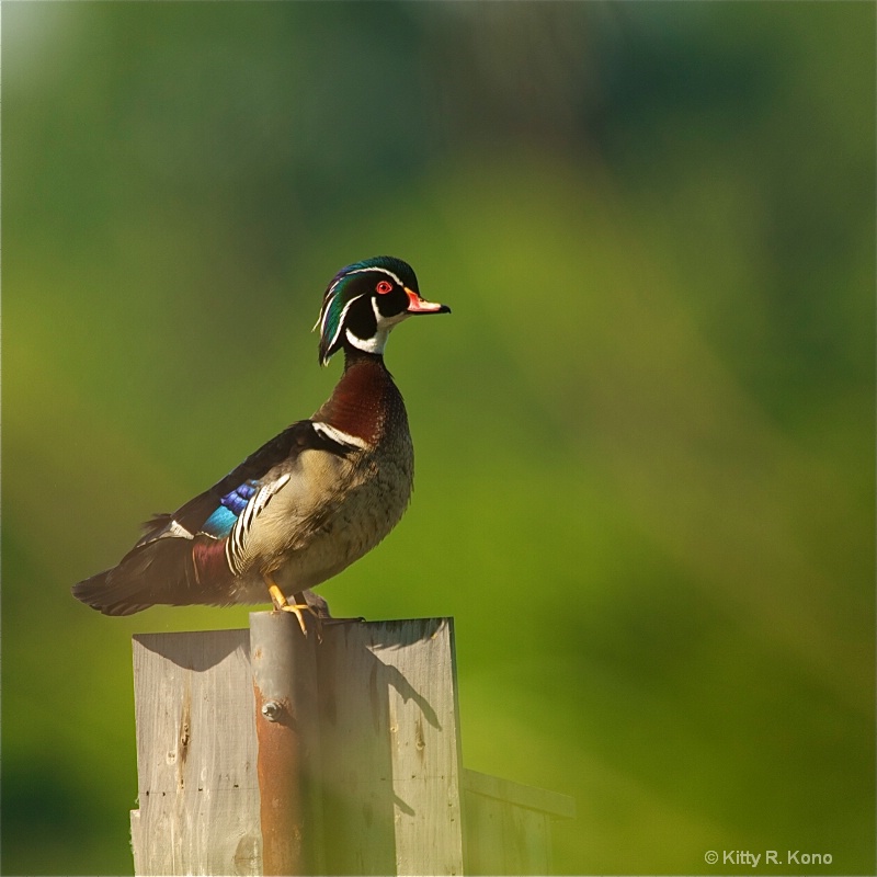 John Heinz 7 - Male Wood Duck 