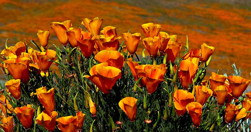 California Poppies