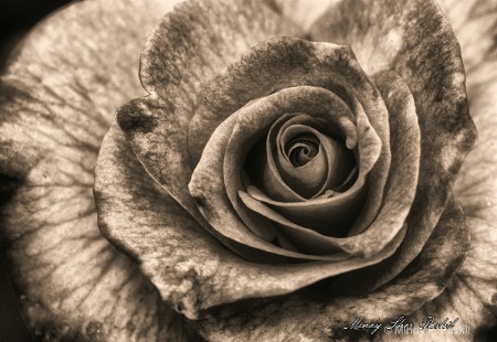 Black and White Rose