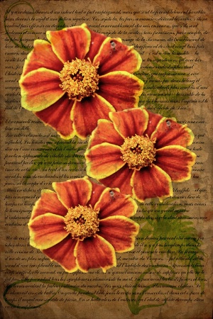 ~ Three Marigolds ~