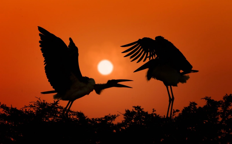 African Sunset