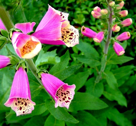 Foxgloves