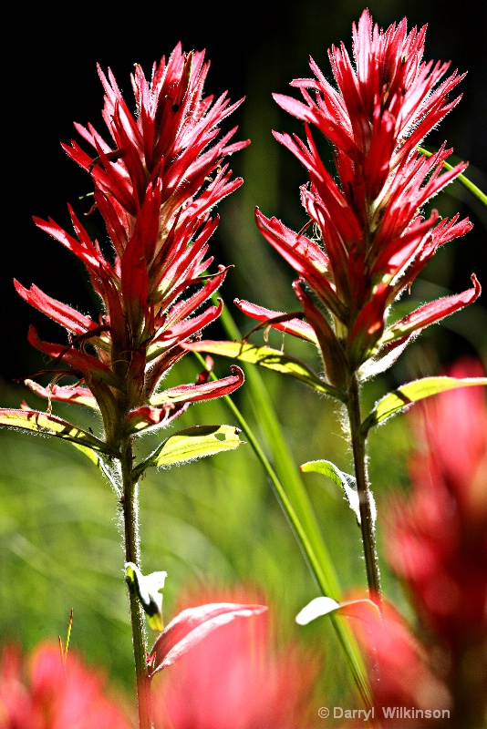 Indian Paintbrush