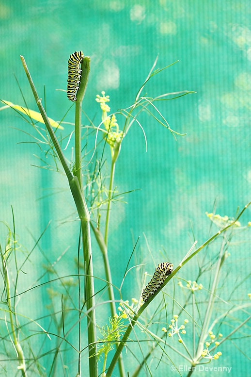 The Caterpillar Crib