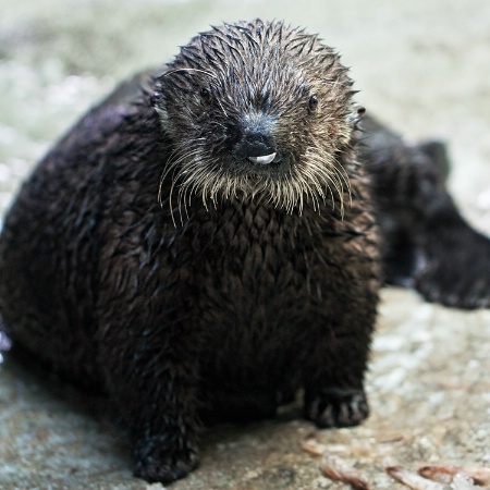 Baby Otter with Shrimp Shell