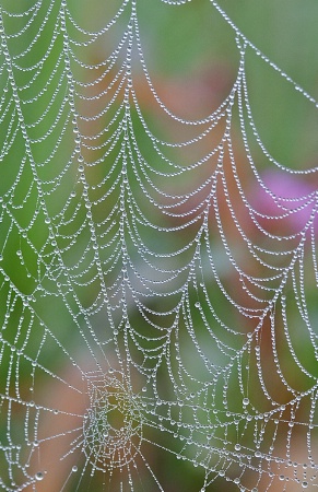 Spider web with morning dew