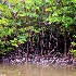 2Mangrove Swamp - ID: 12158198 © Carol Eade