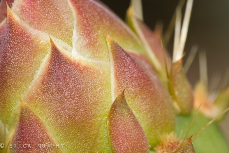 Cactus Bud