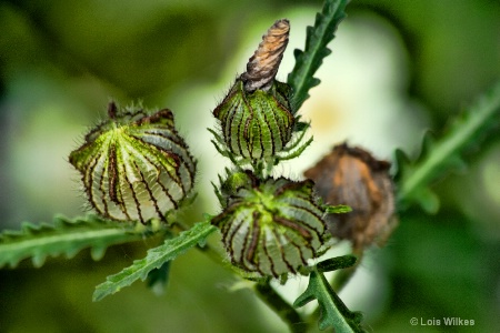 Seed Pods