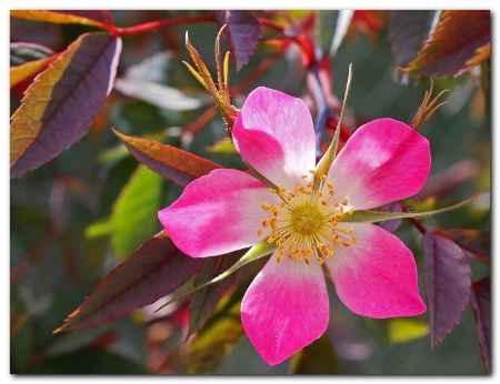 Rosa Rugosa