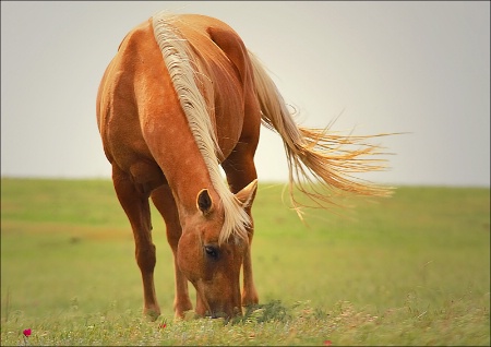 ~ SUMMER GRAZING ~