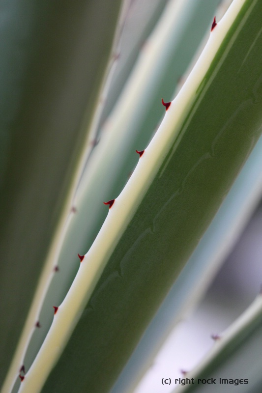 lesson1 photo2 - img 8752a1 - agave macro