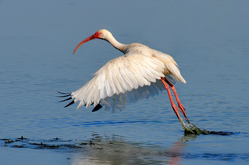 White Ibis