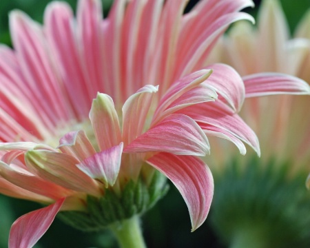 Gerbera Duo