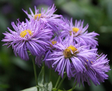 A natural bouquet II