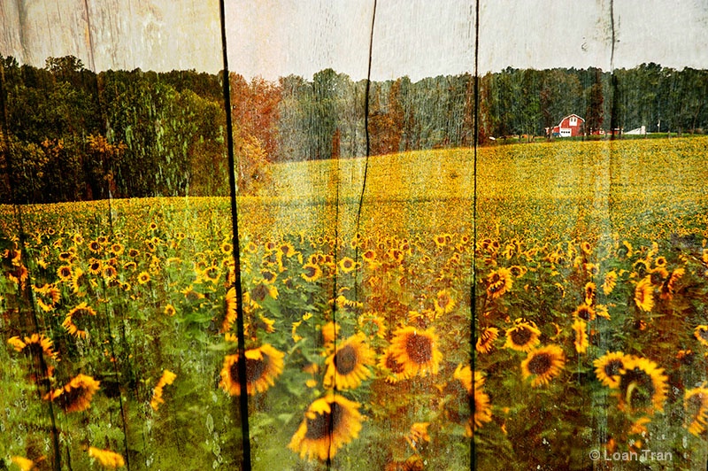 Sunflowers Field