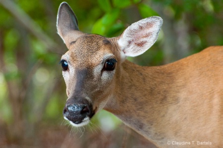 Deer Encounter 