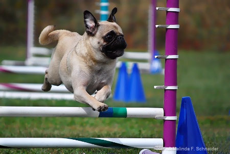 When Pugs Fly