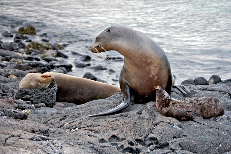 Family Time - ID: 12266933 © Stacey J. Meanwell