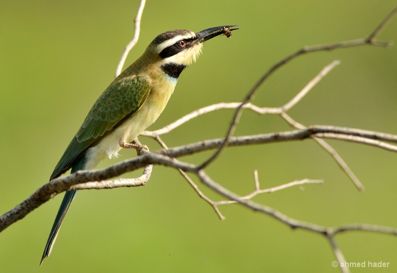 Bee eater 