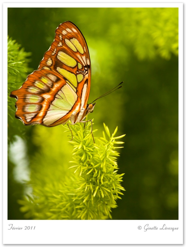 Papillons en liberte (Butterflys go Free)