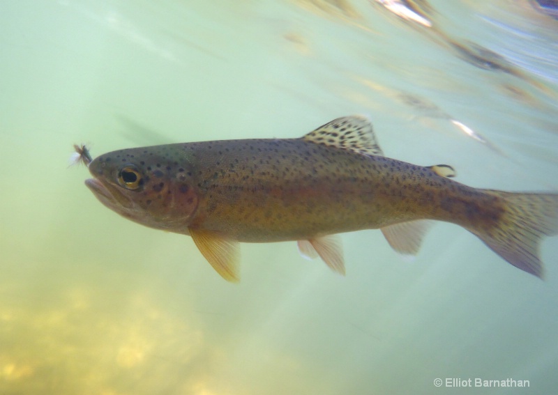 Rainbow Trout 1 - ID: 12271808 © Elliot Barnathan