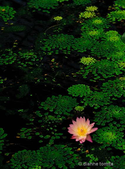 water lilly pasted v2 72